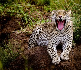 10-Daagse Spectaculaire Safari in De Beste Nationale Parken van Tanzania - Photo 5