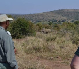 4 Tage Private Safari Hluhluwe-Imfolozi und St. Lucia Wetland in Südafrika - Photo 2