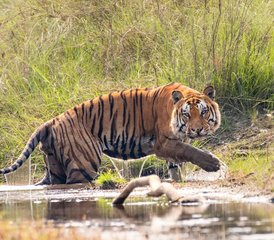 64 jours safari dans la jungle du parc national de Bardia, Népal - Photo 1