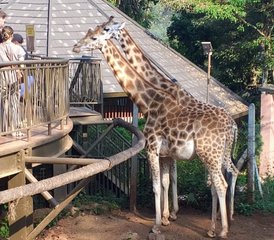 106 Day Budget Group Safari in Kenya: Masai Mara, Lake Nakuru, and Amboseli National Parks - Photo 1