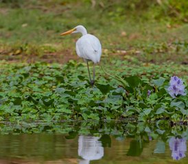 7-Daagse Chitwan Jungle Wildlife Tour in Nepal - Photo 4