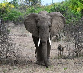 3-Daagse Selous Game Reserve Wandel- en Bootsafari in Tanzania - Photo 4
