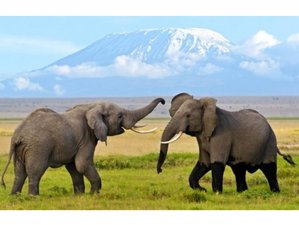 9 Day Samburu, Lake Nakuru, Maasai Mara, Lake Naivasha, and Amboseli Jeep Safari in Kenya