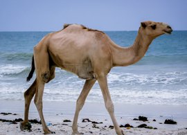 Mombasa Retreats und Reisen