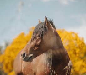 07 Day Galicia Horse Riding Experience: Ride in the Land of Wild Horses in Baiona, Spain - Photo 1
