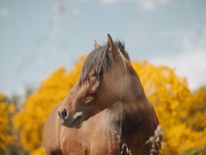 7 Tage Galizien Reiterlebnis: Reiten im Land der Wildpferde in Baiona, Spanien