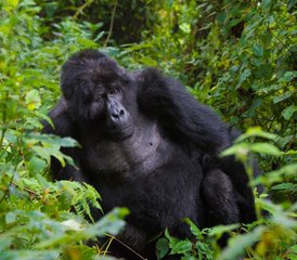  5 Day Double Gorilla Trekking Safari in Uganda's Bwindi Impenetrable Forest - Photo 5