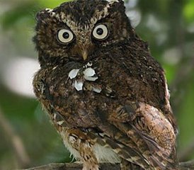 16 días de tour privado de observación de aves en el Parque Nacional de Bardia, las selvas de Chitwan y Nawalpur, y más - Photo 2