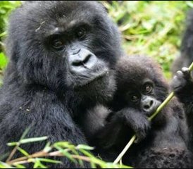 3 Tage Uganda Gorilla Trekking Safari im Bwindi Impenetrable Nationalpark - Photo 2