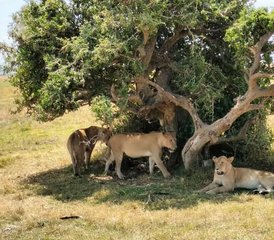119 jours de safari au Kenya et en Tanzanie - Photo 1