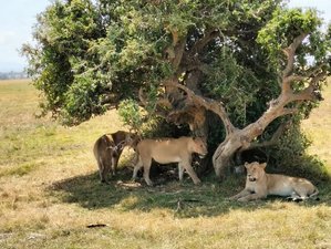 9 Tage Safari durch Kenia und Tansania