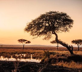 6 días de aventura de safari de los Cinco Grandes en Serengeti, el cráter del Ngorongoro, Tarangire y Manyara - Photo 3