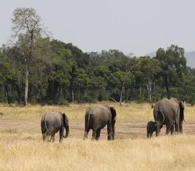 8 días de safari con alojamiento privado en Kenia y Tanzania - Photo 4