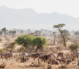 3 días de safari de lujo en la Reserva Nacional de Samburu, Kenia - Photo 5