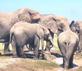 9 jours en stage d’incroyable circuit au Kenya et en Tanzanie - expérience de safari partagé - Photo 5