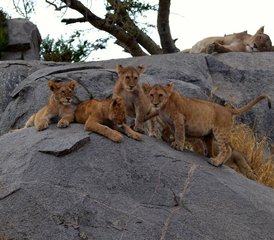 5 Tage 4 Nächte Tansania Fotografische Safari - Photo 3