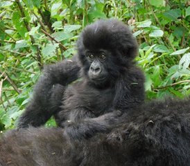 2 días de safari de trekking con gorilas en el Parque Nacional Impenetrable de Bwindi en Uganda - Photo 3