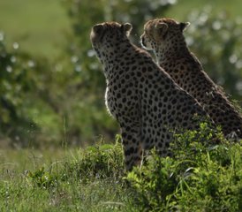 5 días de safari económico en Masái Mara, el lago Nakuru y el Parque Nacional de Hell's Gate, Kenia - Photo 4