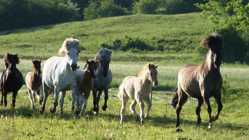 4 Days Icelandic Horses Holiday with Field Riding in Prestranek, Slovenia