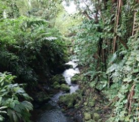 3 jours en retraite méditative et somatique à Trois-Rivières, Guadeloupe - Photo 2