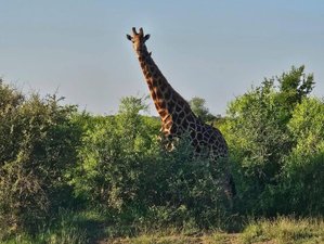 9 Day Tanzania Safari of All Best National Parks and Zanzibar Bliss (Luxury Edition)