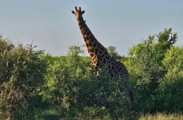 9 Day Tanzania Safari of All Best National Parks and Zanzibar Bliss (Luxury Edition)