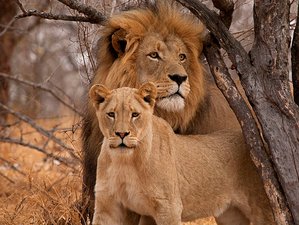 5 Day Masai Mara, Lake Nakuru, and Lake Naivasha Luxurious Safari Tour in Kenya