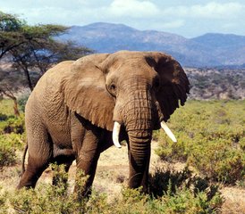 82 Tage Taita-Hills- und Salt-Lick-Safari-Tour ab Diani Beach, Kenia - Photo 1