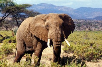 2-Daagse Taita Hills en Saltlick Safari Tour vanaf Diani Beach