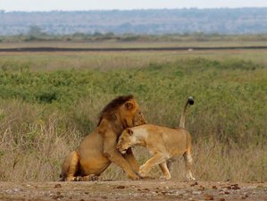 7 Day Big Five and Classic Wildlife and Cultural Tour and Safari in Kenya