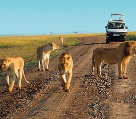 3 jours en stage de safari classique au parc national d’Amboseli au Kenya - Photo 3