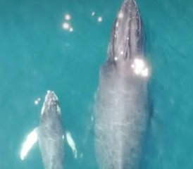 5 jours de vrai yoga : retour aux sources pure et écoute des chants sacrés des baleines à Arusí, Colombie - Photo 3
