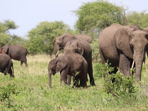 Safaris de elefantes