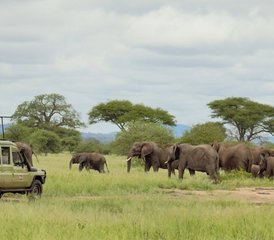 73 Tage Höhepunkte vom Lake Manyara, Ngorongoro und Tarangire Camping Safari in Tansania - Photo 1