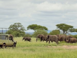 3 Days Highlights of Lake Manyara, Ngorongoro, and Tarangire Camping Safari in Tanzania