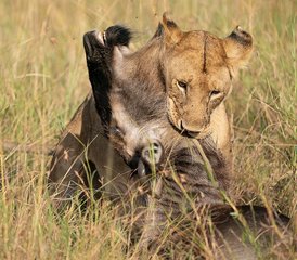 7 Tage Mara Migration Spezial Safari in Kenia - Photo 5