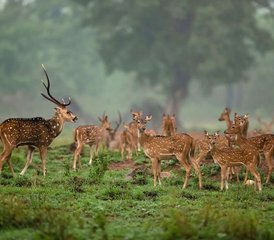 12 Tage Luxus-Wildtiertour in Pench, Kanha und Bandhavgarh, Indien - Photo 3