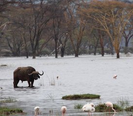 10 Tage Beste Kenia-Lodge-Safari | Big Five Wildtiere in Amboseli, Aberdare, Lake Nakuru, Lake Naiva, Kenia - Photo 4