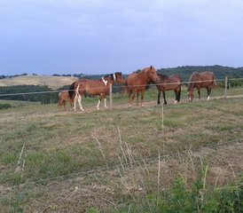 2 Day "Cool and Gourmet" Horse Riding Holiday in Lupiac, Occitanie - Photo 5