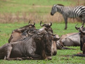 5 Day Budget Joining Safari - Exploring Tanzania’s Iconic National Parks