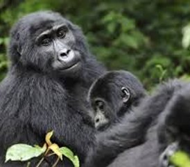 3 días de safari fascinante con gorilas en el Parque Nacional Impenetrable de Bwindi - Photo 5