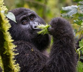 3 días de safari de rastreo de gorilas en Ruanda en el Parque Nacional de los Volcanes - Photo 2