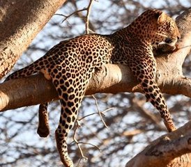 7 días de aventura de safari desde Masái Mara hasta Mombasa en Kenia - Photo 3