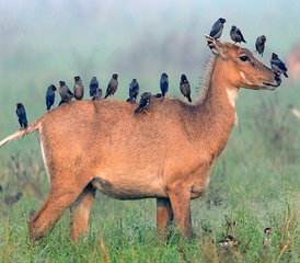 6 jours en stage de safari tigre au parc national de Ranthambore avec visites de Delhi, Agra et Jaipur - Photo 4