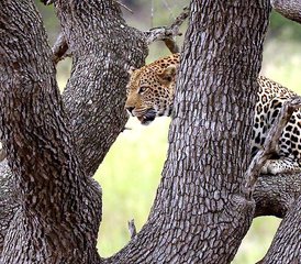 3 Tage Bestes vom Kruger Nationalpark: Klassische Big Five Safari in Südafrika - Photo 3