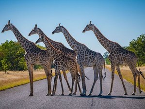 9 Day Yoga, Breathwork, and Self-Awareness and Safari Retreat in Kavimba, Botswana
