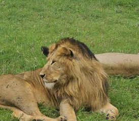 3 jours safari en groupe en Tanzanie vers Tarangire National Park, Ngorongoro Crater et Lake Manyara National Park - Photo 2