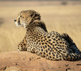 3 Tage Budgetfreundliche Gruppen-Safari in Tansania mit Wasserfällen und Kaffeetour - Photo 4