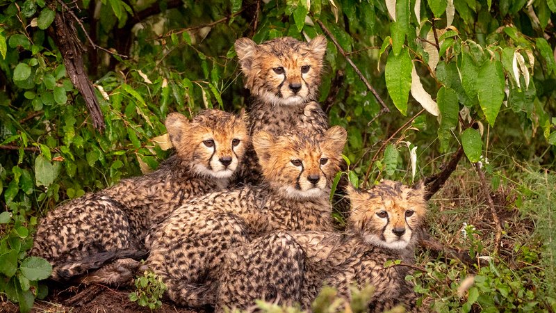 5 Day Lake Nakuru and Masai Mara Safari in Kenya