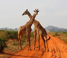 3 Tage Wildnis Safari im Tsavo East Nationalpark in Kenia von Mobasa - Photo 3